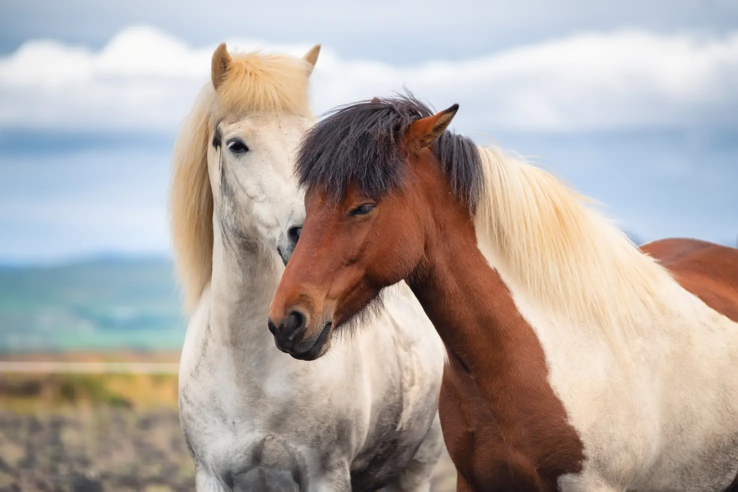 Horse Therapy