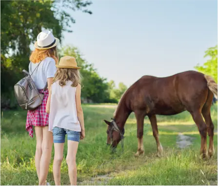 Horse Therapy