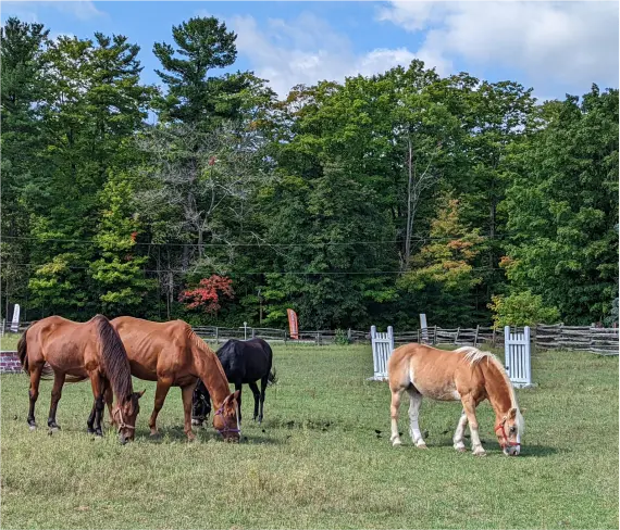 Horse Therapy