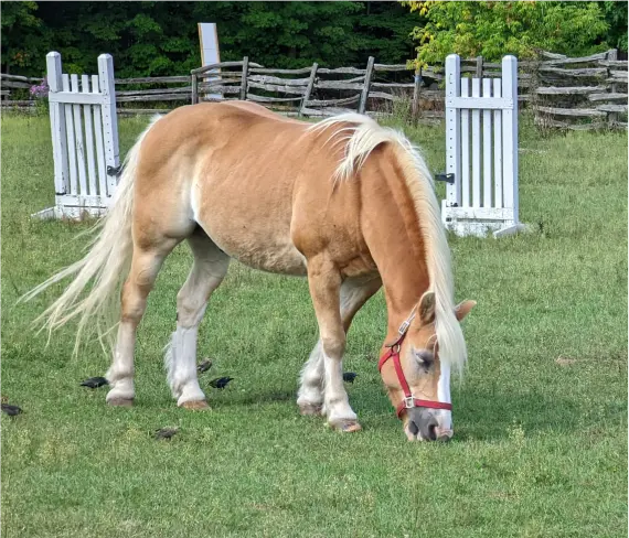 All about horse therapy