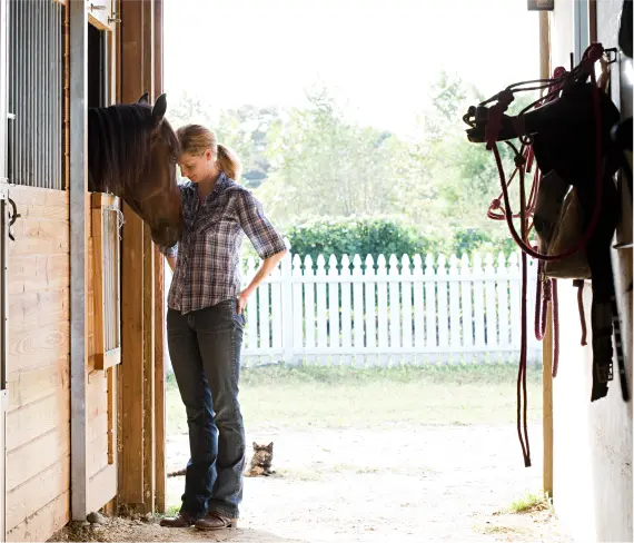 Horse Therapy