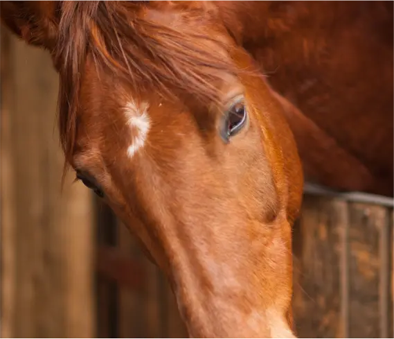 Horse Therapy