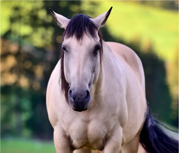 Horse Therapy