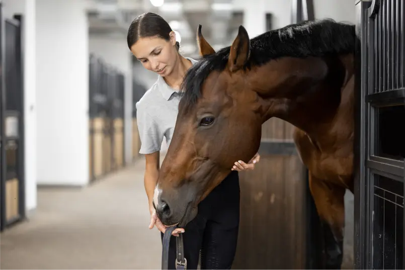 Horse Therapy