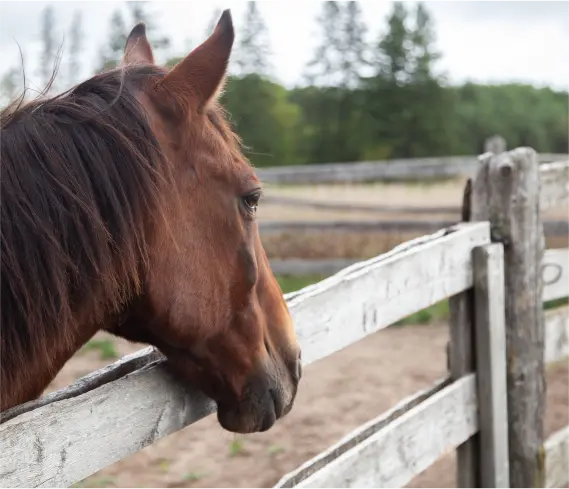 Horse Therapy