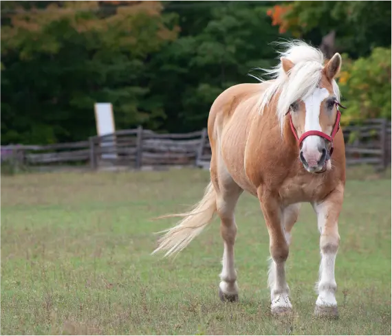 Horse Therapy