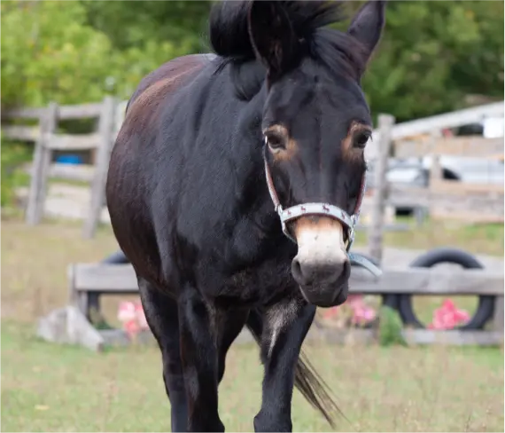 Horse Therapy