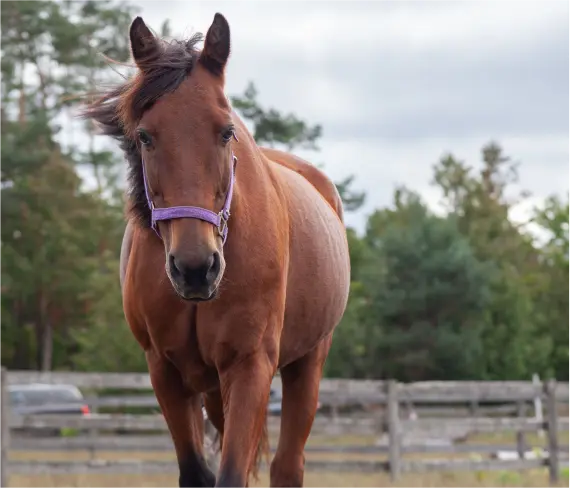 Horse Therapy