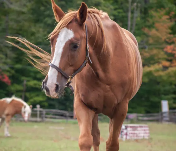 Horse Therapy