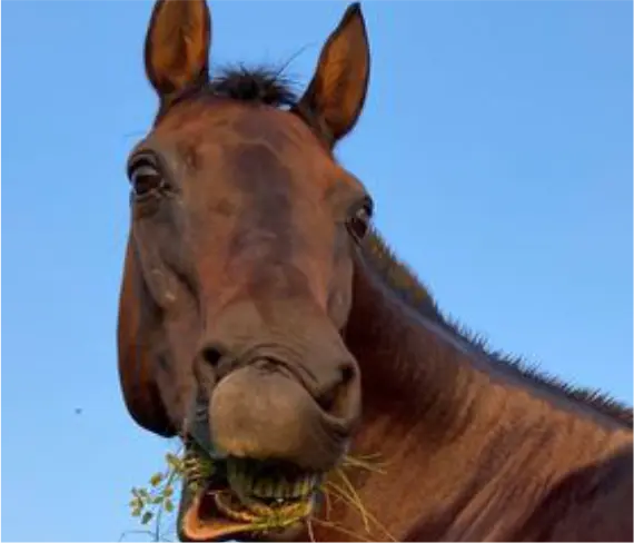 Horse Therapy