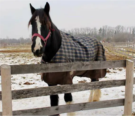 Horse Therapy