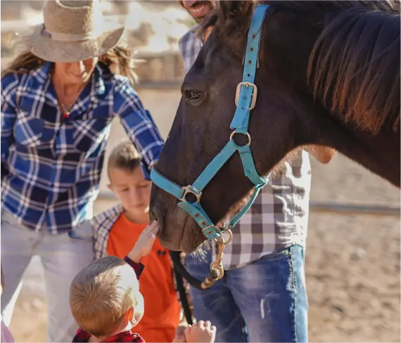 Horse Therapy