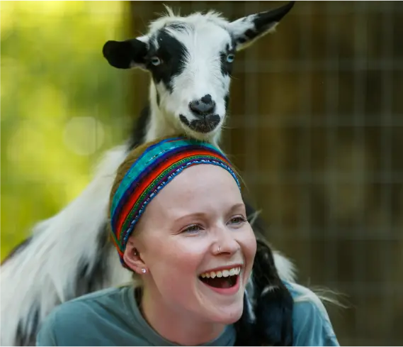 Goat Yoga Toronto