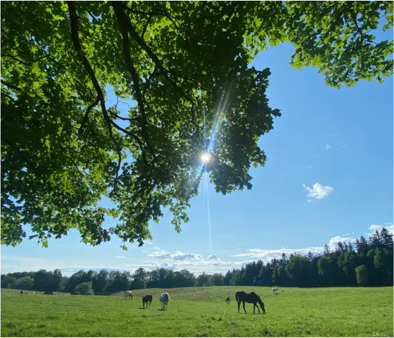 Horse Therapy