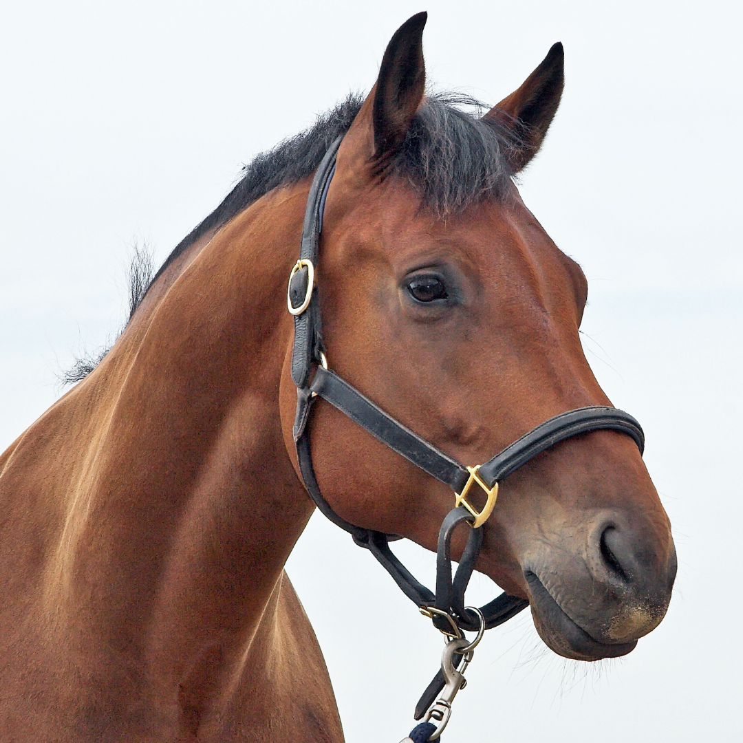 Equine Assisted Psychotherapy